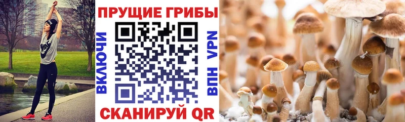 закладки  Сычёвка  Псилоцибиновые грибы ЛСД 